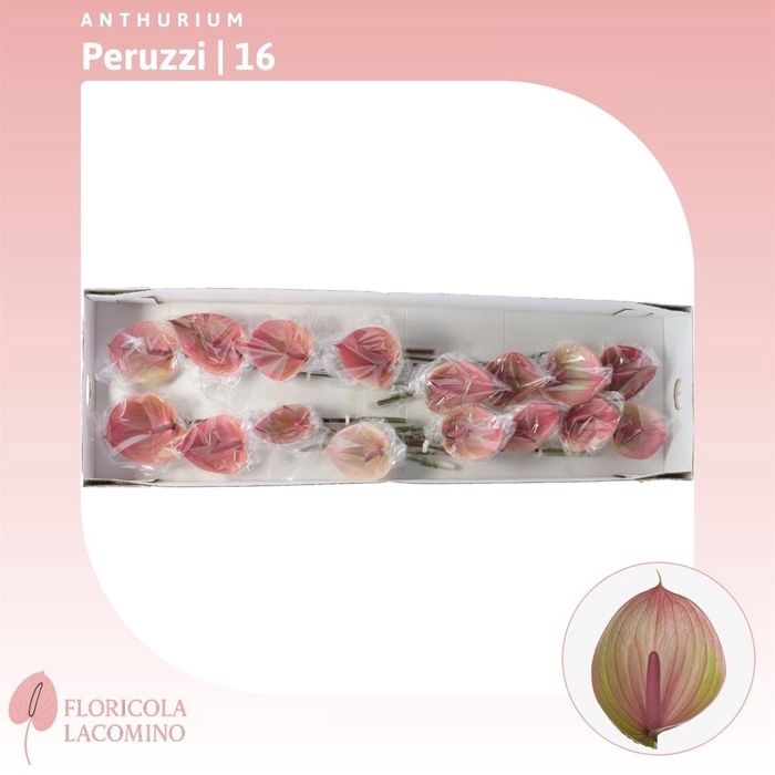 <h4>Anthurium Peruzzi</h4>