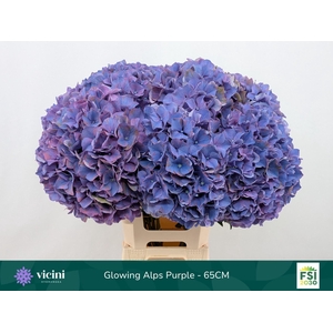 Hydrangea  'Glowing Alps Purple'