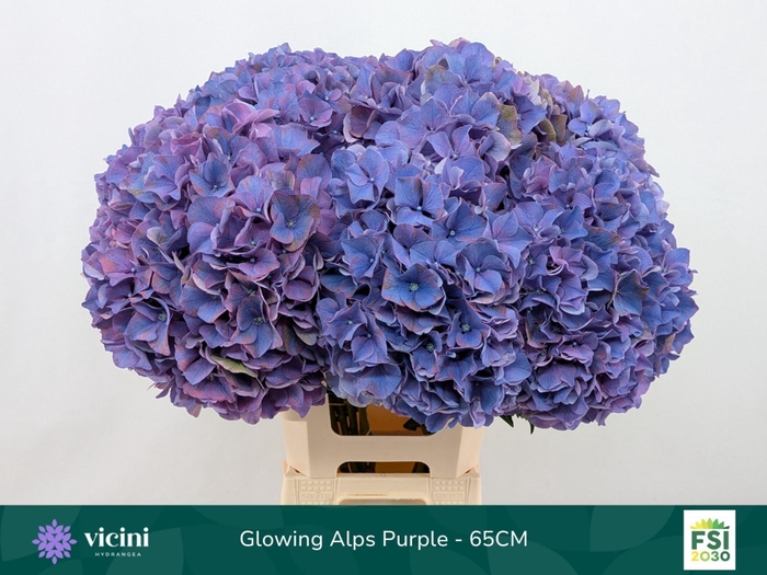 <h4>Hydrangea  'Glowing Alps Purple'</h4>