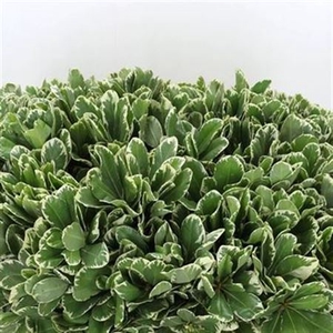 Pittosporum Ilan 50cm