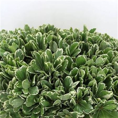 <h4>Pittosporum Ilan 60cm</h4>