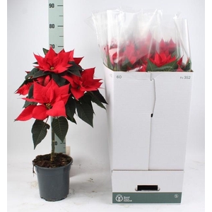 EUPHOR PULCHERRIM OV