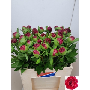 PAEO COM PERFORMANCE