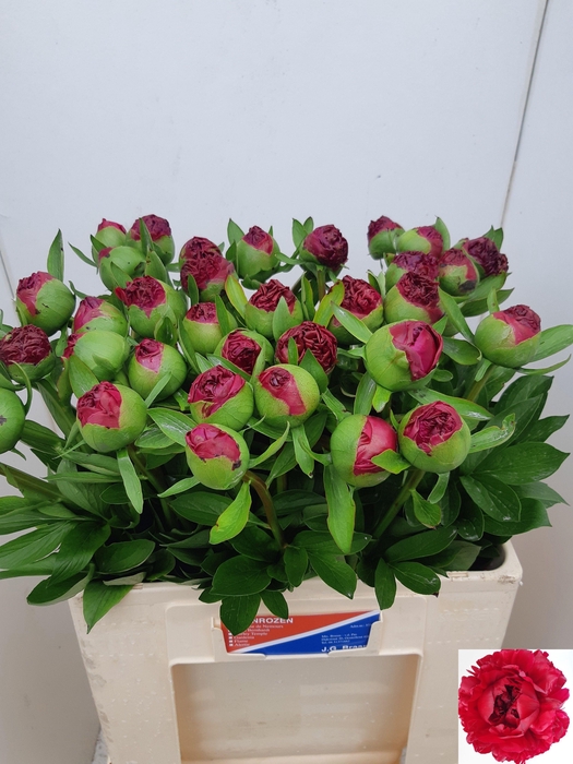 <h4>PAEO COM PERFORMANCE</h4>