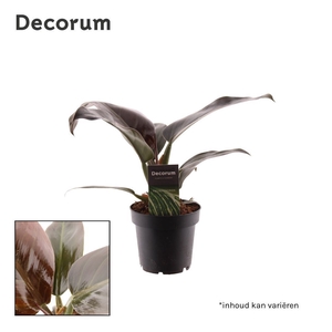 Philodendron Imperial Red