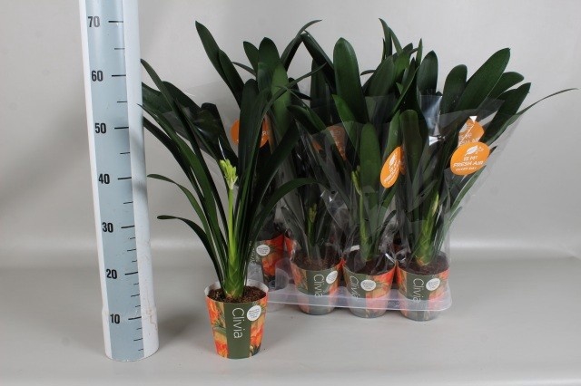 CLIVIA MI