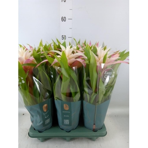 Guzmania  'Deseo Magical White'