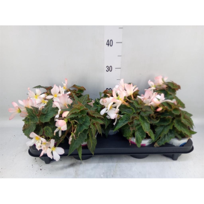 <h4>Begonia boliv. 'Angel Pink'</h4>