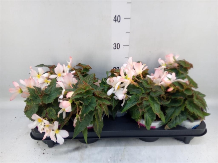 <h4>Begonia boliv. 'Angel Pink'</h4>