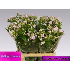 Campanula Lactiflora