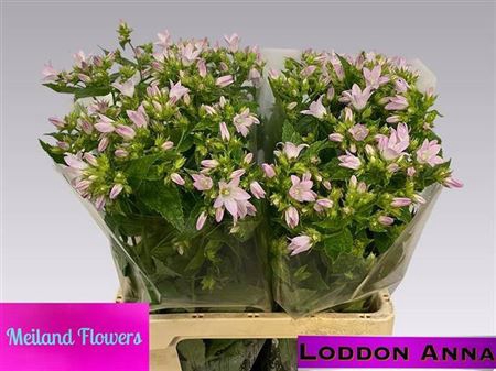 <h4>Campanula Lactiflora</h4>