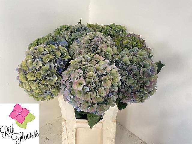 <h4>HYDR M ROY PARADE CL</h4>