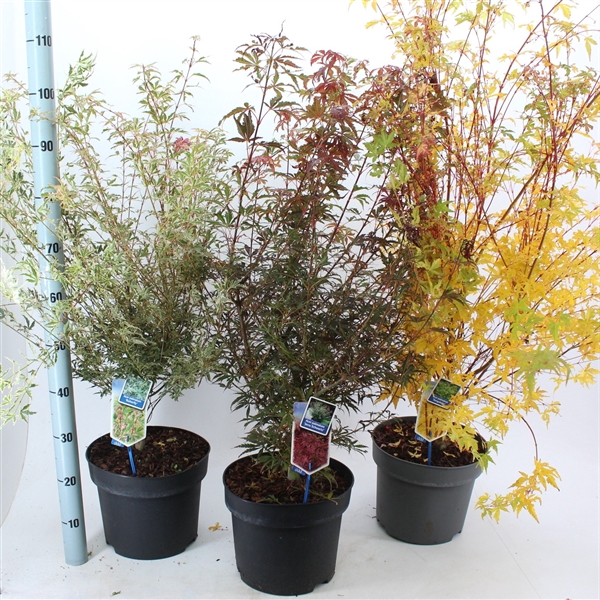 <h4>Acer palmatum mix P29 (minimum order one layer)</h4>