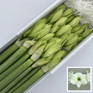 HIPP GA CASABLANCA X 18