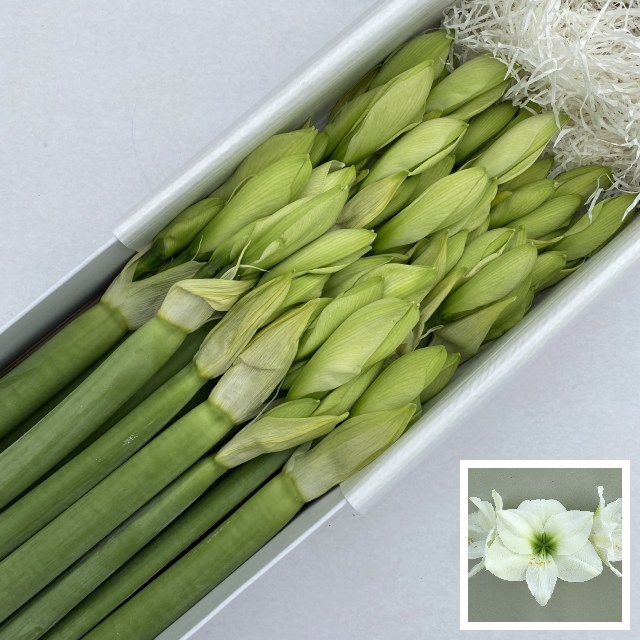 <h4>HIPP GA CASABLANCA X 18</h4>