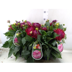 Dahlia  'XXL Raspberry Ice'