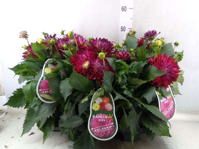 <h4>Dahlia  'XXL Raspberry Ice'</h4>