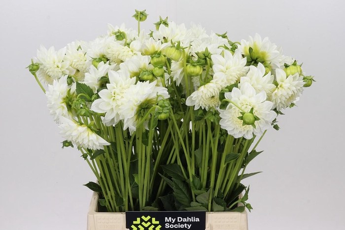 <h4>Dahlia Ice Ice Baby</h4>