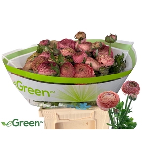 Ran Aazur Antique Rose