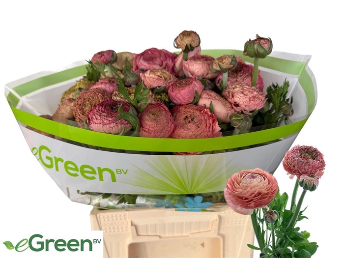 <h4>Ran Aazur Antique Rose</h4>