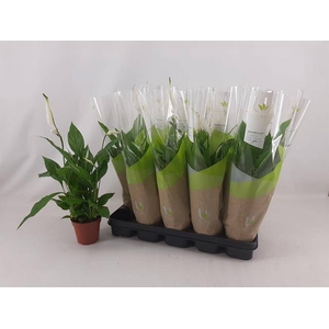 SPATH TORELLI