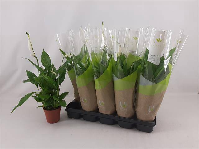 <h4>SPATH TORELLI</h4>
