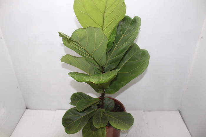 <h4>FICUS LYRATA P24</h4>