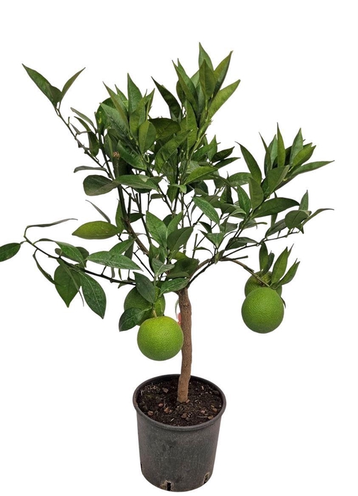 <h4>CITR SINENSIS</h4>