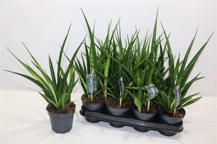 Sansev Kirki Friends