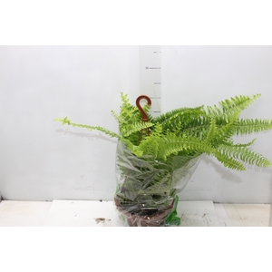 SAMAMBAIA AMERICANA C21