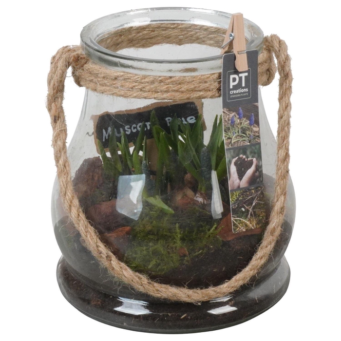 <h4>Arr.  Muscari L%</h4>