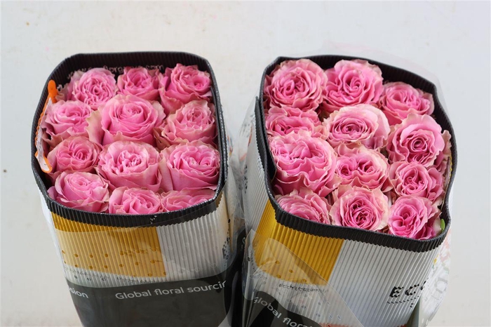 <h4>R Gr Sweetspot</h4>