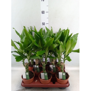Dracaena frag. 'Steudneri'