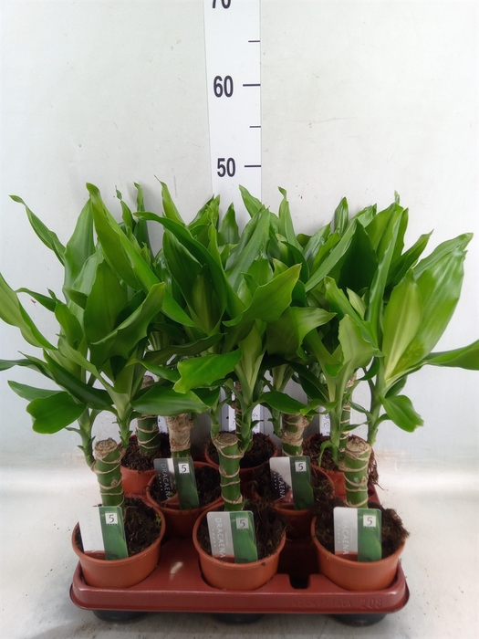 <h4>Dracaena frag. 'Steudneri'</h4>