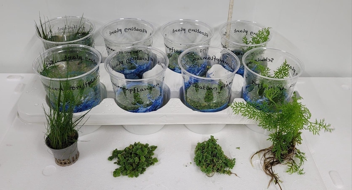 <h4>DRIJFPLANTEN GEM</h4>