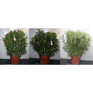 NERIUM OLEANDER OV