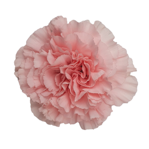 DI ST LIGHT ILLUSION