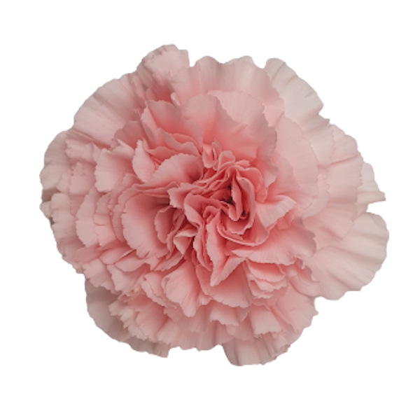 <h4>DI ST LIGHT ILLUSION</h4>