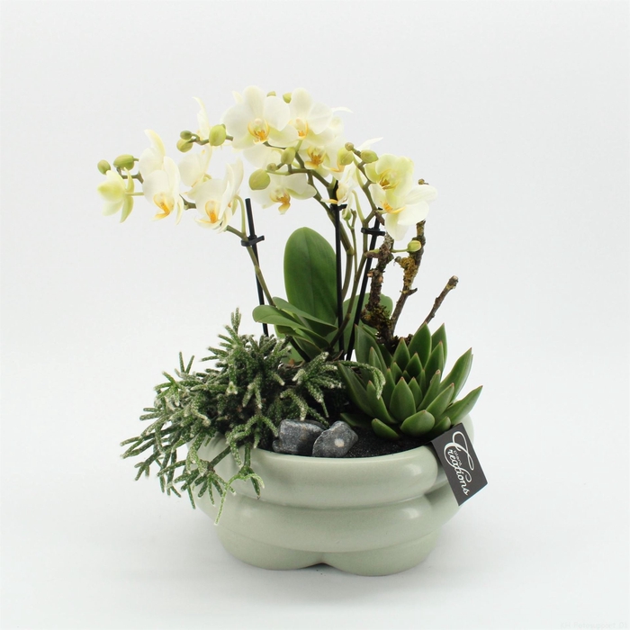 <h4>Arr.  Phalaenopsis H%</h4>
