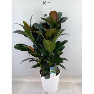 Ficus   ...