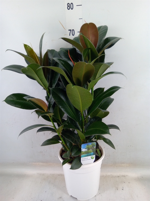 <h4>Ficus   ...</h4>