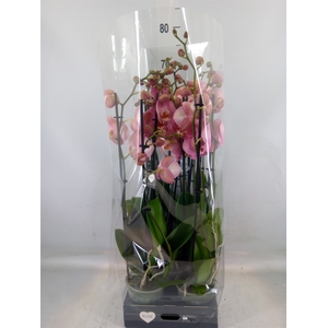 Phalaenopsis   ...