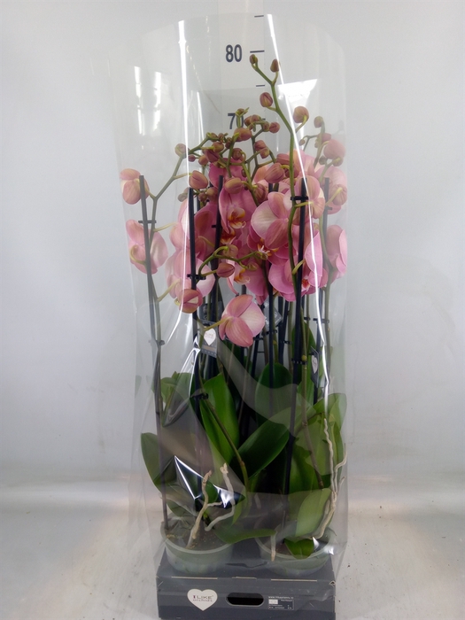 <h4>Phalaenopsis   ...</h4>