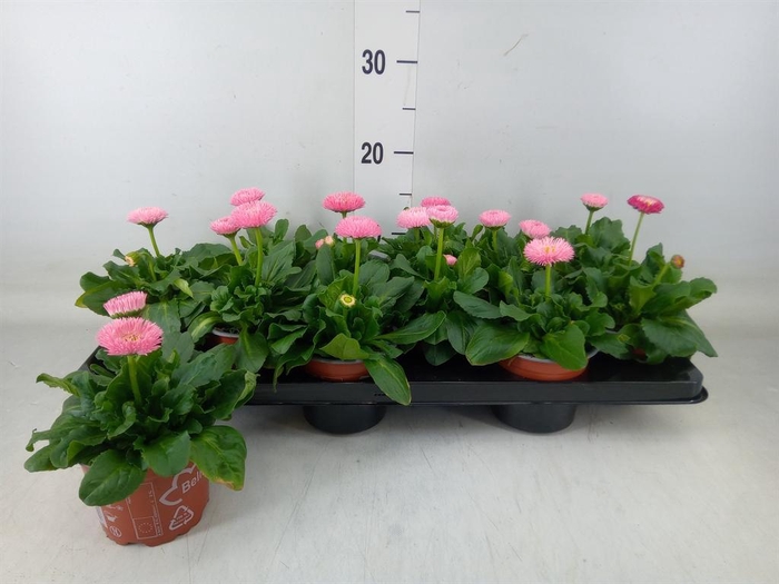 <h4>Bellis perennis 'Roggli Rose'</h4>
