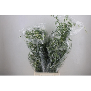Jasmijn Ranken P Bunch