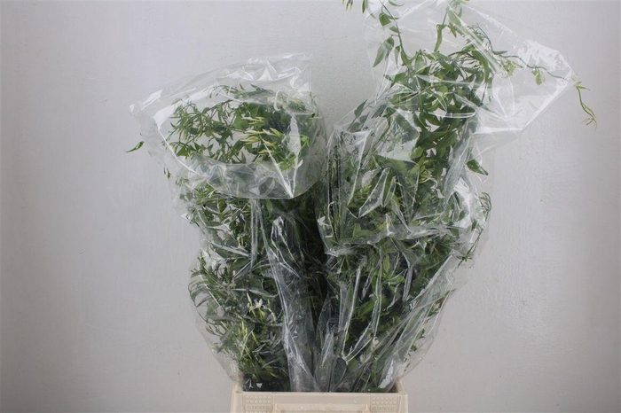 <h4>Jasmijn Ranken P Bunch</h4>