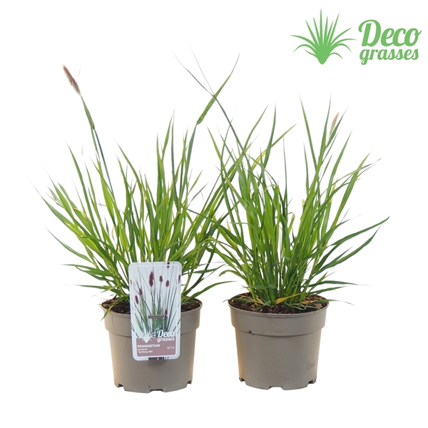 <h4>Pennisetum massaicum 'Red Bunny Tails'</h4>