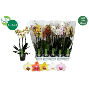 PHAL GEM 5 KL