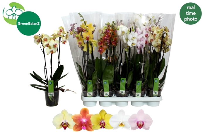 <h4>PHAL GEM 5 KL</h4>