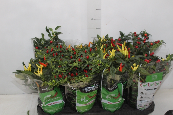 PIMENTA P14